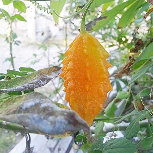 Qauzuy Garden 10 Bitter Melon Seeds, Bitter Apple, Bitter Gourd, Bitter Squash Seeds - Premium Non-Gmo Vegetable Seeds - High Yield & Fast-Growing Perennial Vegetable Seeds #TOP5