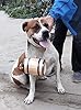 st Bernard Rescue Barrel Collar,Whiskey Barrel st Bernard kit Barrel Ornament,1/2 Liter Size Keg with Adjustable Hoops for Saint Bernard (3/4 L) #1