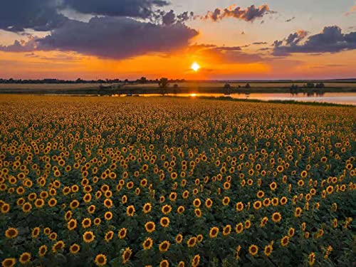 Broderie point de croix tournesol 11CT, le cadeau de Noël DIY idéal