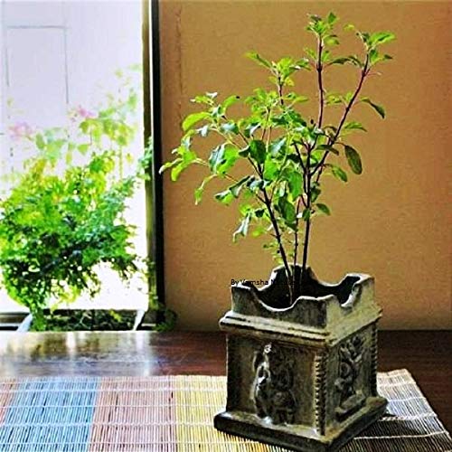 Vamsha Krishna Tulsi Plant with Pot