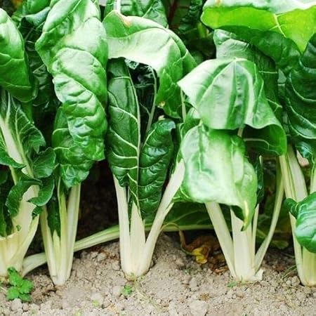 GIANT ACELGA ( giant chard ) 100 semillas - seeds huerto