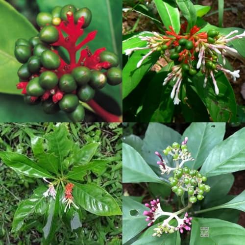 Image of Sarpagandha Live Plant, Rauwolfia Serpentina, Medicinal Herb, Green, 1 Count, Ornamental Plant with Orange-Red Flowers || WITH POT