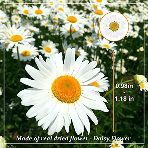 Flores Secas Prensadas HEISENLIN 60PCS Margarita Blanca miniatura 2