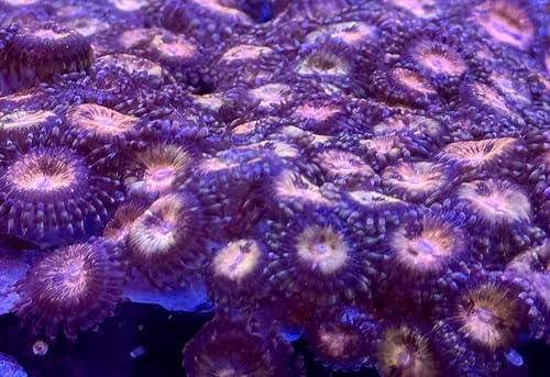 Live Saltwater Coral frag - Golden Space Monsters Zoanthids (2 Heads)