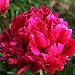 Karl Rosenfield Bareroot Peony, 2-3 Eye, Great for Fall Planting!