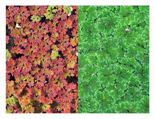 Azolla caroliniana 25 + Plants Live Floating Pond Plant Mosquito Fern Water Velvet Fairy Moss Aquarium Outdoor Ponds Fast Growth Outcompetes Algae Fish Food filiculoides