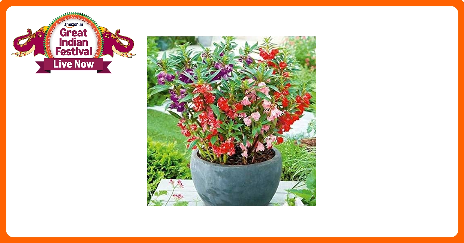 Flower❣️ ™ZX-Hybrid Flower Seeds for Summer Season (Pack of 50 Seeds