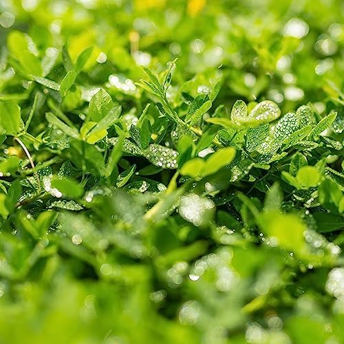 Oh! Canada Seeds White Clover Seeds, Pollinator Friendly Lawn Alternative, Ground Cover, White Flower Seeds - 5