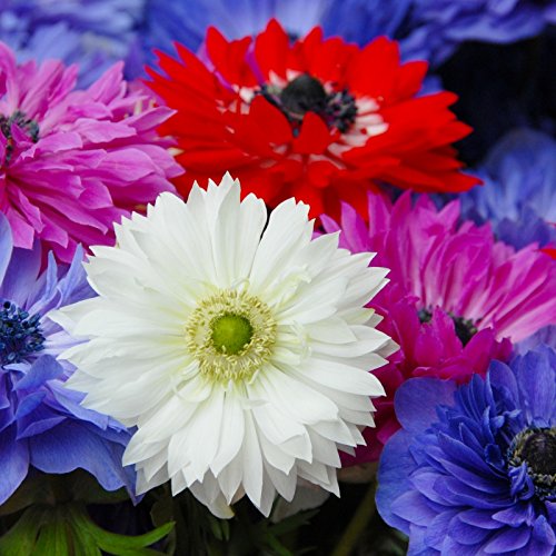 50 Bulbi di Anemone ST. BRIGID Bulbi/Tuberi (50)