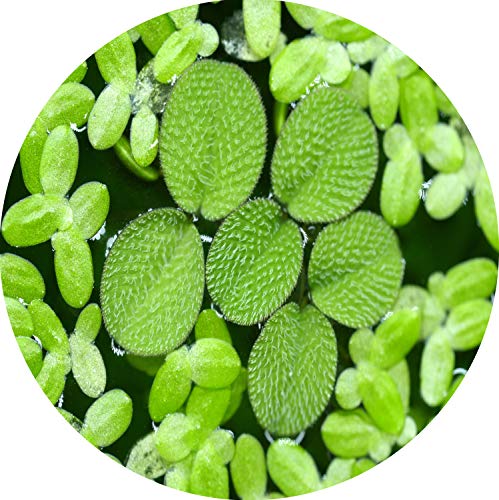 AQUARZ Schwimmpflanzen 2 Sorten (Büschelfarn und Wasserlinsen) schnellwachsende Aquariumpflanzen gegen Algen im Aquarium 5x5cm für 20l - 200l+ Aquarien grüne Wasserpflanzen