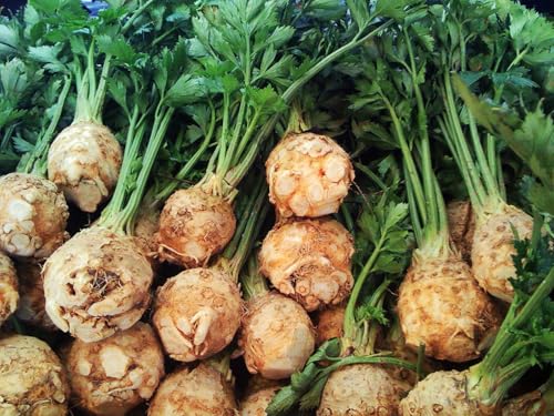 TomorrowSeeds - Giant Prague Celeriac Seeds - 1500+ Count - for 2026 Planting Apium Graveolens Knob Celery Root Crown Turnip Diamant Non-GMO Heirloom Vegetable Grow Your Own Home Farm Patio Healthy
