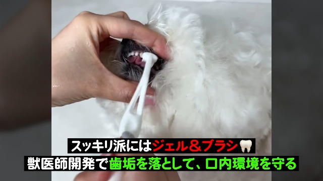 Amazon.co.jp: JAYU PET デンタルケアブラシ (ソフト毛) 1個 単品 - 猫