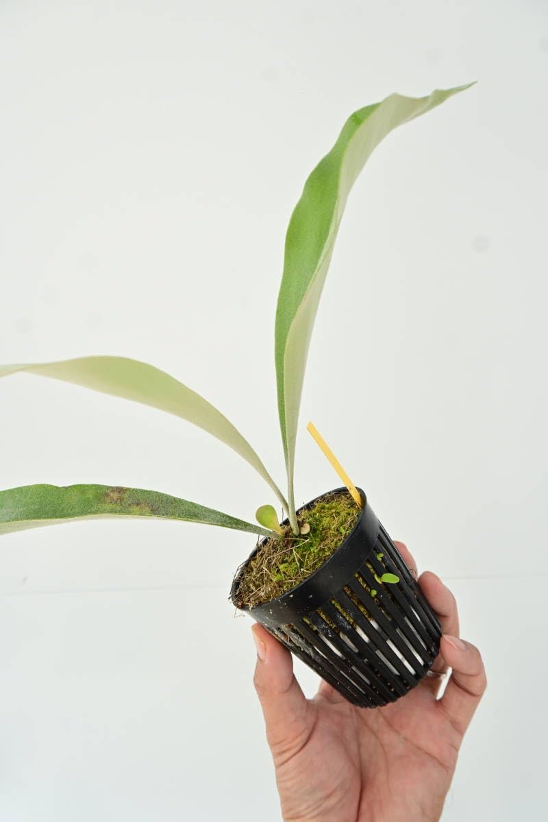 Amazon.co.jp: P.Wolverine(P.veitchii Auburn river × P.willinckii