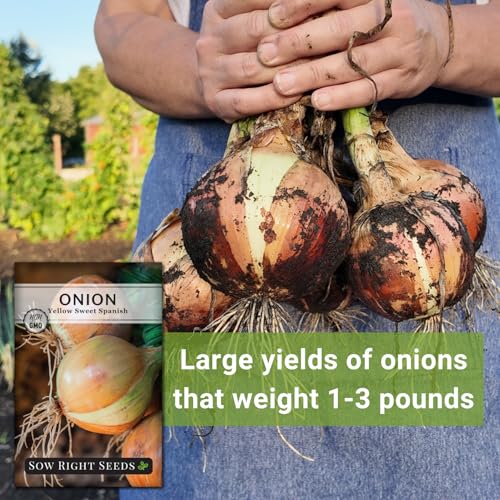 Sow Right Seeds - Yellow Spanish Sweet Onion Seeds for Planting - Non-GMO Heirloom Packet with Instructions to Plant a Home Vegetable Garden - Grow Classic Yellow Onions - Kitchen Staple (2) - Thumbnail 5