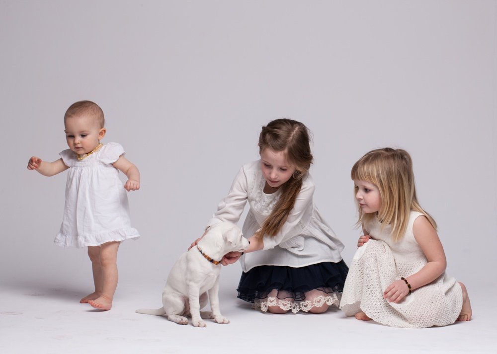 Ambra pulci e zecche Collare per Cani – Taglia 20 cm-68 cm on Amazon – Realizzato in 100% Vera Ambra baltica Grezza – Protezione delle pulci e zecche – 100% Naturale e priva di Sostanze chimiche