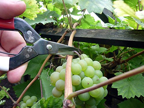 Okatsune oogstschaar - Afbeelding 4