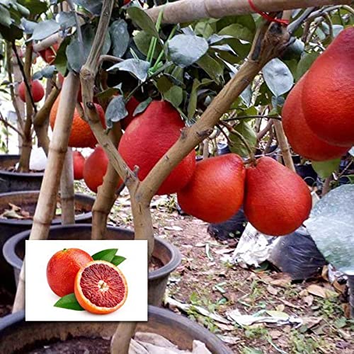 M-Tech Gardens Red Pomelo (Layering) Fruit Live Plant