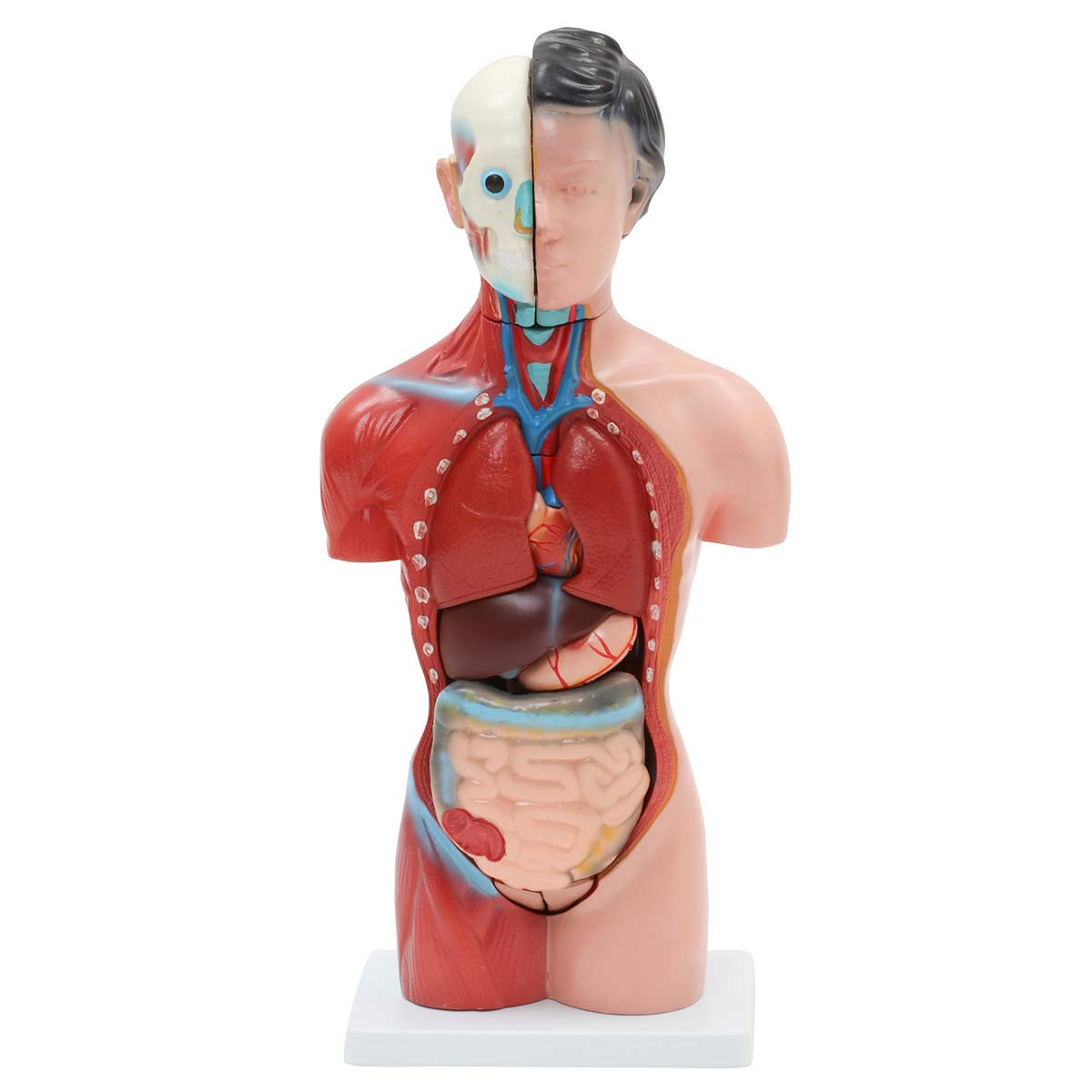 Amazon.co.jp: 女性内臓模型 (15パーツ) 42cm [ 人体模型 内臓模型