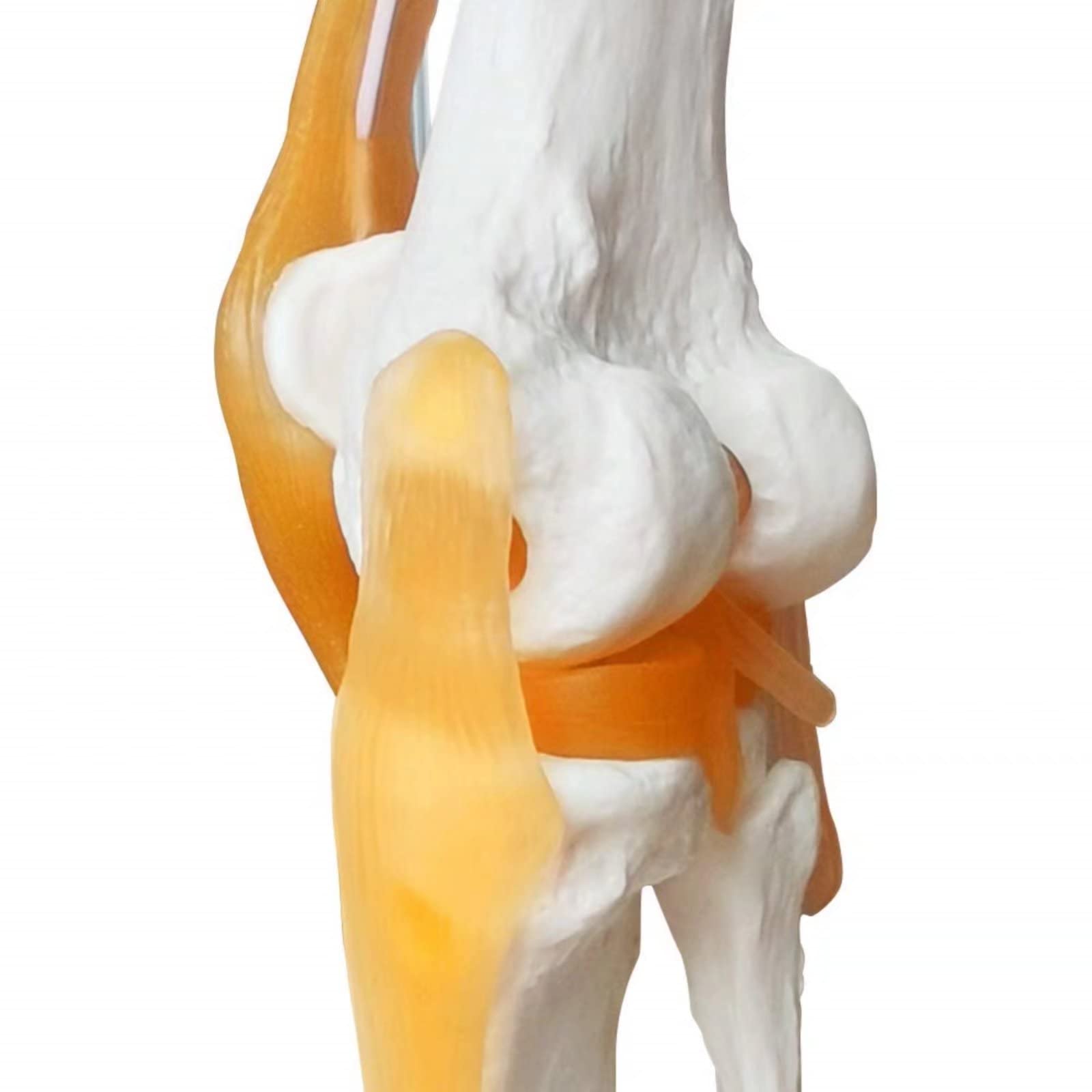 EVOTECH SCIENTIFIC Modèle de genou fonctionnel humain, avec ligament, taille réelle pour l'enseignement médical, la démonstration de clinique, outils d'apprentissage et d'affichage d'éducation