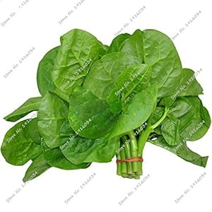 Inizio Bonsai ornamentale commestibile Malabar spinaci Seed Food Garden prelibato ortaggio cibo nutriente Seed 60 pc piante rampicanti