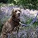 Tailoir Hundeleine 2m geflochten - Leine Hund, Mittelgroße - Große Hunde, Leine verstellbar, Hundeleinen, Dog Leash Führleine, Bissfeste Hundeleine zum Umhängen, Trainingsleine, Freihandleine Paracord