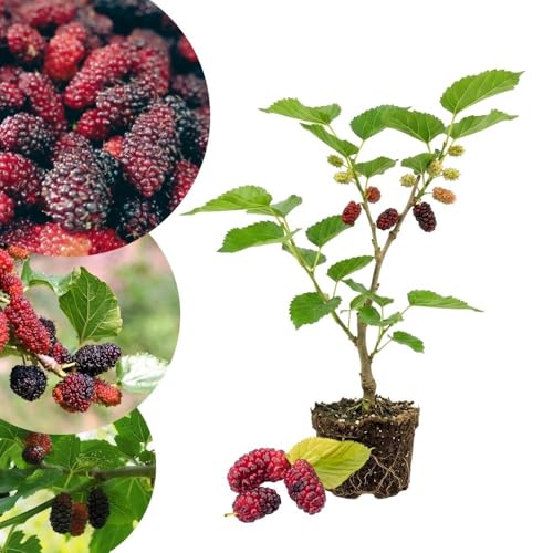 Dwarf Everbearing Mulberry Tree Live Plant for Planting Mulberry Tree Everbearing Fruit Tree 4-7 Tall Plant