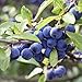 Produktbild 5 Stück Schlehe / Schwarzdorn - (Prunus spinosa - Schlehdorn), Containerware 60 - 100 cm