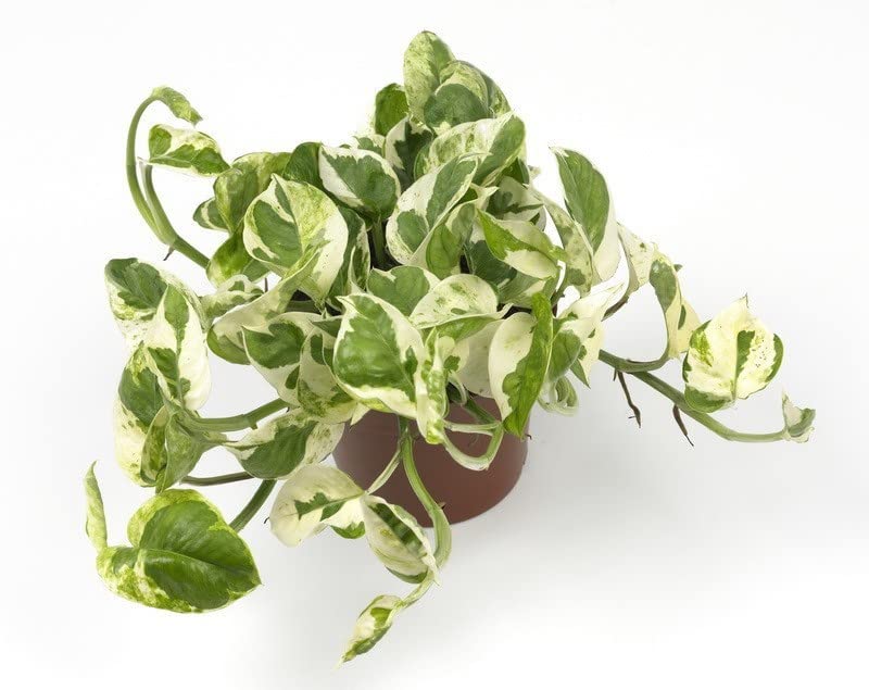 Zomoloco_Money Plant-MONEY.VAR-image-31