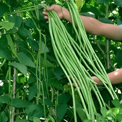 45 graines, haricot long noodle, haricot productif poteau vert fournit des graines de treillis végétales maison extérieur jardin végétal graines de jardinage sans OGM graines d'haricots