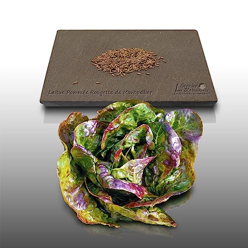 500 graines à semer - Le Grenier d'Abondance - LAITUE POMMEE Rougette de Montpellier - Lactuca sativa