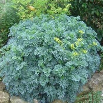 Outsidepride Rue Seeds - 1000 Pcs. Perennial, Versatile & Easy to Grow, Herb Seeds for Planting Evergreen Foliage & Vibrant Yellow Clustered Blooms,