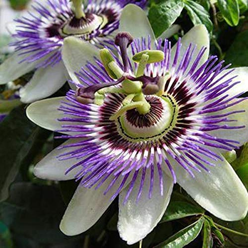 Kletterpflanze Weiße Blüten Die 15 besten Produkte im Vergleich