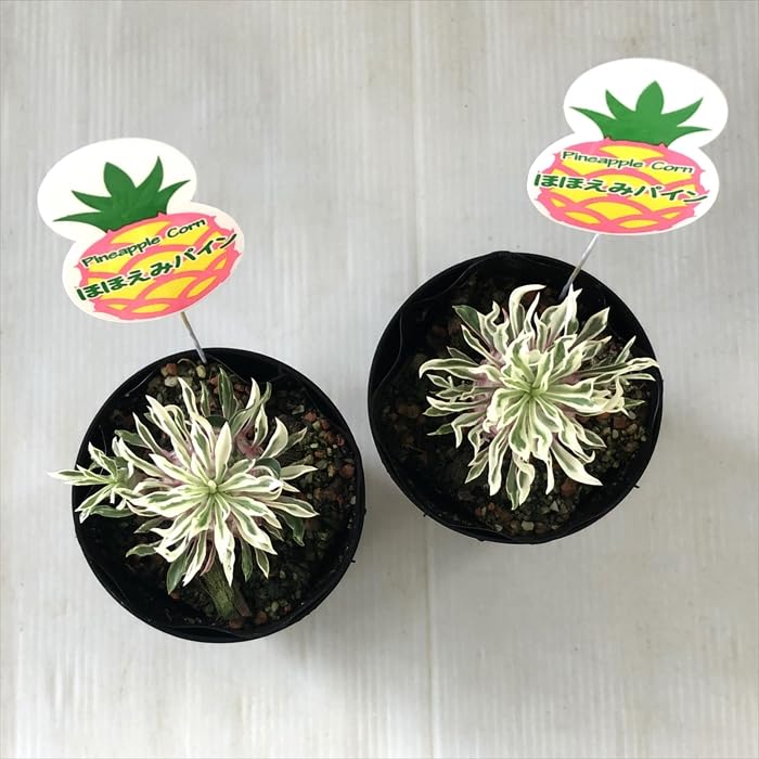 Amazon｜多肉植物 caユーフォルビア パイナップルコーン ほほえみ  