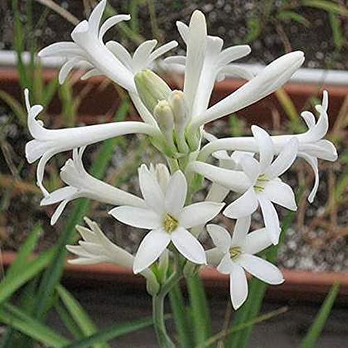 Image of Live Green Flower Bulb Tuberose /Rajnigandha Single /Double Petal Fragrance For Home Gardening (Pack Of 20 Bulb With 100 Gram fertilizer)