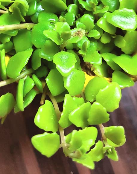 See full amazon price history chart for Green-House Rare Tangled Heart | Evergreen Plant | Swedish Ivy | Pillow Plant | Exotic String Plant Green-House Rare Tangled Heart | Evergreen Plant | Swedish Ivy | Pillow Plant | Exotic String Plant (B09ZLHXC6P) Amazon Price History, Amazon Price Tracker