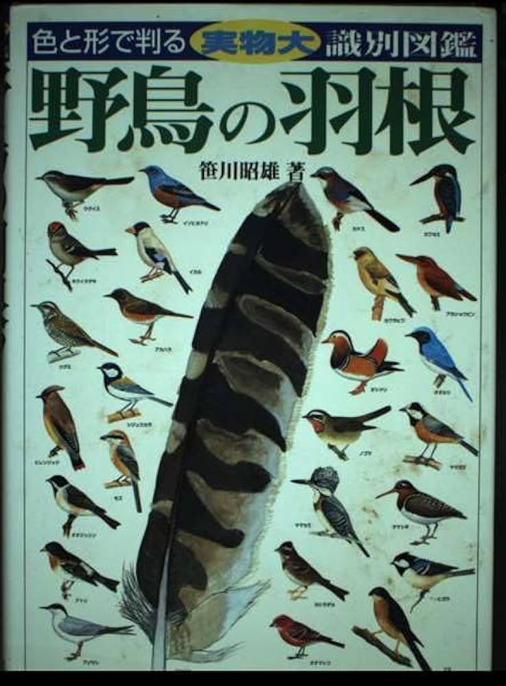 猛禽、野鳥の羽根「大鷹の風切羽根　14枚セット 猛禽、野鳥の羽根「大鷹の風切羽根 14枚セット 野鳥 鳥 羽根