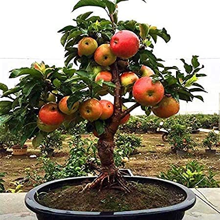 Royal Paradise Garden Dwarf apple tree seed Pick Delicious Fruit In Your Backyard 10 Fruit seeds (B098MRM12Q) Amazon Price History, Amazon Price Tracker