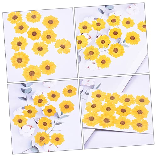 Flores secas margaritas para manualidades 48 unidades miniatura 7