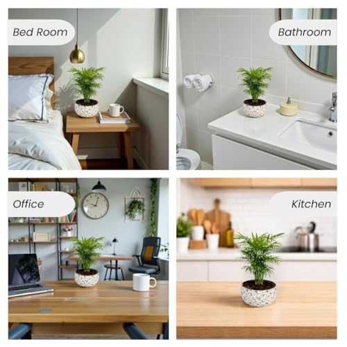 Image of Amulya Farms Indoor Plants for Home | Bamboo Palm Plant In Premium Floral Print Metal Plant Pot | Air Purifying Bamboo Plants For Home Decoration | Live Plants with Pots For Living Room