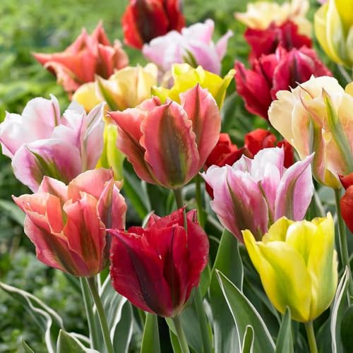 20 x Tulipa Viridiflora Mixed – Stunning Mix of Flame Like Blooms – Spring Flowering Bulbs – Early Blooming Tulips – Perennials – for Your Beautiful Garden