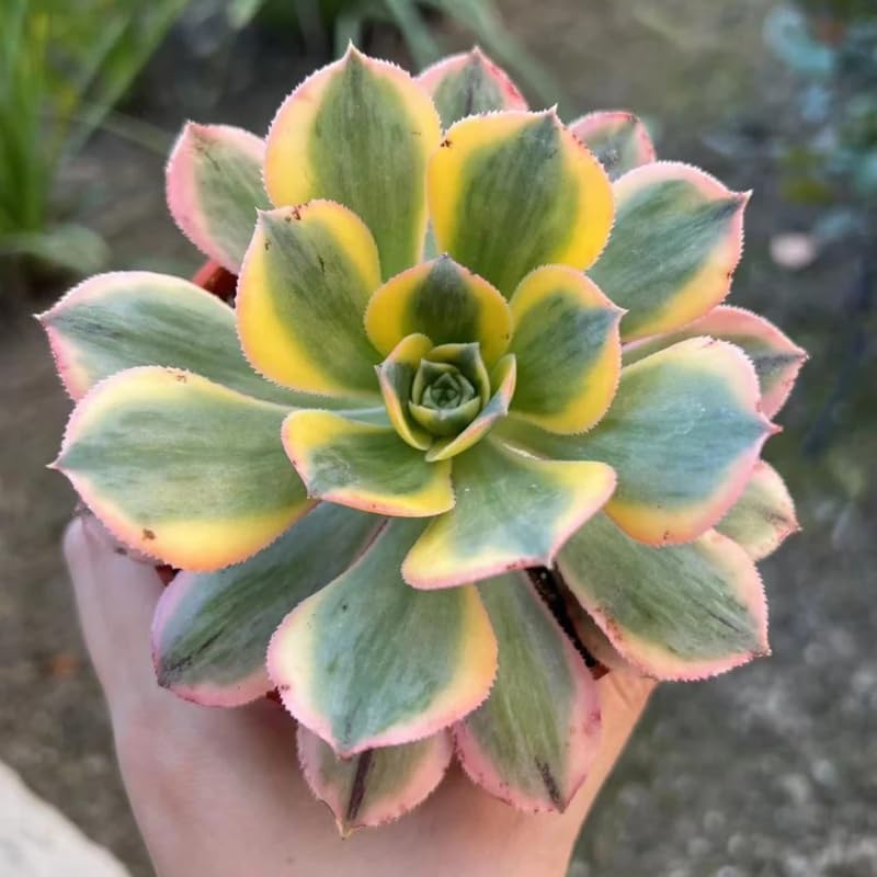 Miniatura 2 de Sun Aeonium - Planta viva suculenta en maceta de 4 pulgadas, planta viva suculenta roseta para cultivo en interiores y exteriores