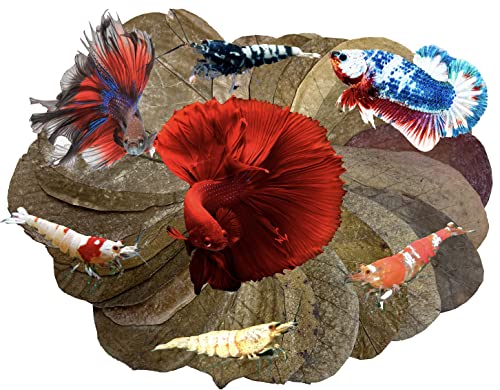 Image of Awesome Aquatic Betta Shrimp Leaves 30 4 inch-6 inch Premium Catappa Indian Almond Leaves Aquarium Fish Shrimp Betta Tanks Blackwater Habitat Health Color Natural Habitat Tannin Improves Immunity