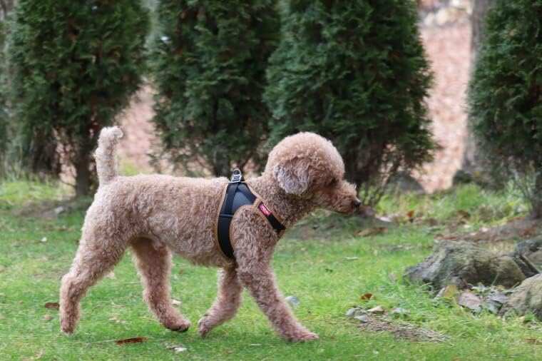 Curli Premium Collection Apple Leather Harness Clasp Clasp/Apple Leather Harness Black 3XS