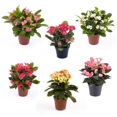Garden Art Live Euphorbia Hybrid Plant For Outdoor | With Growers Pot/Bag | Growers Choice Pick Any One Healthy Plant (B09TJ9HJ5K) Amazon Price History, Amazon Price Tracker