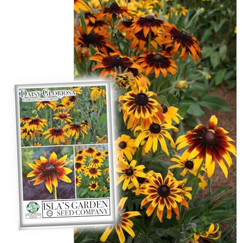 Daisy Gloriosa Flower Seeds