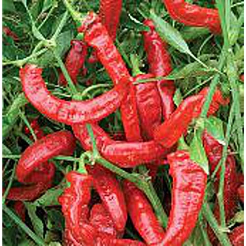 Jimmy Nardello Sweet Peppers Seeds (20+ Seeds)(Non GMO Organic Vegetable Fruit Garden Seeds) Non-Hybrid, by Home Decorium
