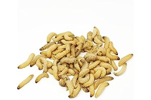 50 Premium Live Butterworms for Fishing - Effective Live Bait