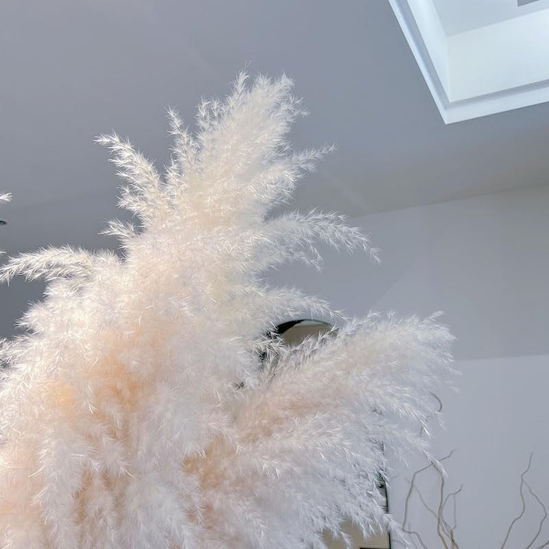 Pampas Grass Grass Natural Seco 120cm 5 Piezas miniatura 4