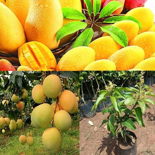 Image of Combo 2 Alphonso Mango Tree Hybrid Amba Mango Plant Grafted King Of Fruits