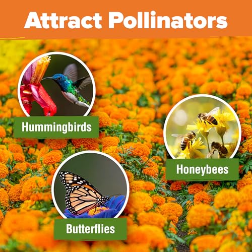 Image of HOME GROWN Crackerjack Marigold Seeds 2.05oz - 15,000 Flower Seeds Planting Outdoor, Large Bulk Pack, High Germination, Companion Planting, Orange (Tagetes erecta)